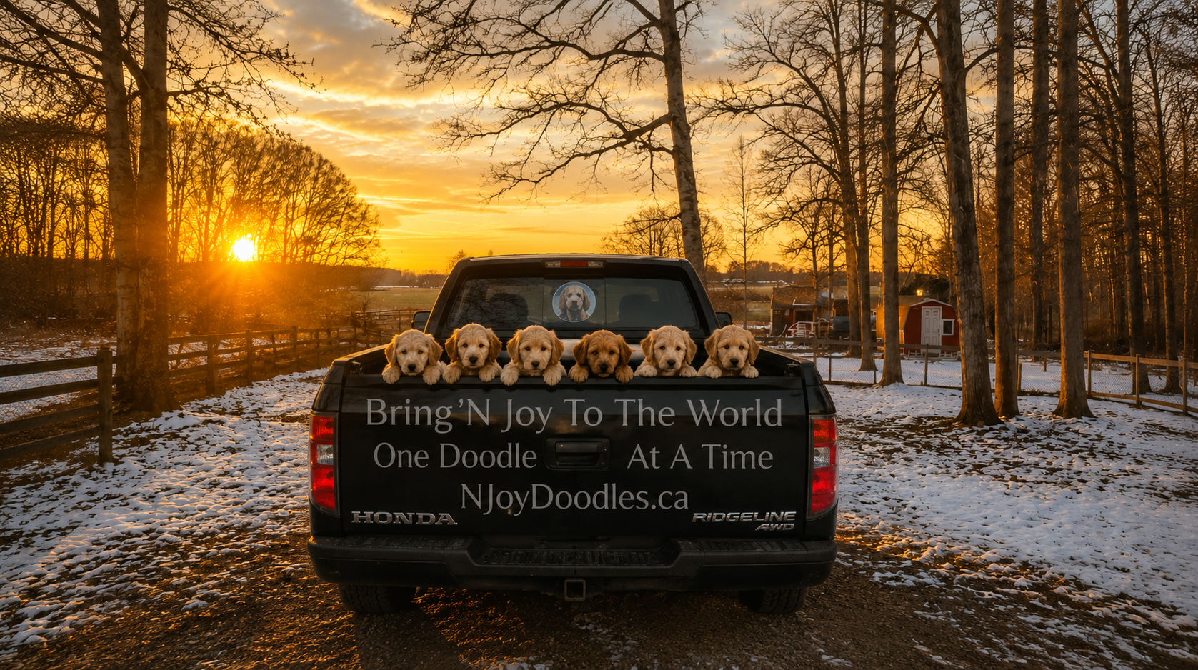 Golden doodle puppies from N'Joy Doodles in Alberta enjoying sunset on the family breeding property